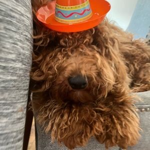 Meet your Posher, Ariannys